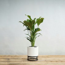 플라워바인 스파티필름 화이트스톤 스틸스탠드화분 거실 반려식물, 필요없음, 추가+1만원