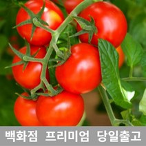 가락청과네 방울토마토 750g 대추방울토마토 과일, 쿠팡 1, 쿠팡 본상품선택