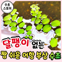 [수초스토어] 검역 생이가래 7뿌리 부상수초 / 구피 새우 어항 수초 쉬운 예쁜 수경식물 공기정화식물 은신처 초보 풍성한 흑사 붉은 무이탄 치어 베타 열대어