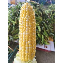 달콤한 밀양 초당옥수수 9cm 14cm, 초당 옥수수 18cm-22cm(5입)