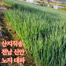 산지직송 국내산 신안 노지대파 대파 흙대파 5kg 10kg, 노지대파_5kg
