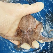 수락수산 국내산 활 주꾸미 1kg 13~16미내외, 1개, 1KG 13-16미내외