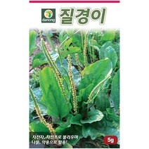다농 쇠무릎 1g - 씨 씨앗 쇠무릎씨앗 쇠무릎씨 우슬초 산형채 대절채 쇠물팍 은실 백배 마청초 나물씨앗 민속채소 채소씨 채소씨앗, 29_다농_질경이(청)(5g)