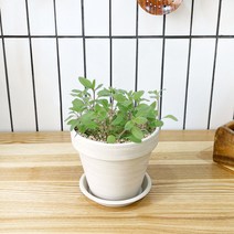 1+1 마조람 키친허브 화분 세트 로즈마리 딜 바질 베란다 텃밭 허브 키우기, H29.마조람, H03.파인애플세이지
