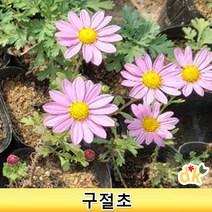 들꽃닷컴]구절초 모종 1set(30개)(분홍 노랑 흰색 선택)_야생화 다년생 노지월동, 분홍, 30개