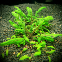 키우기 쉬운 하이그로 피나디피다, (초특가) 5촉