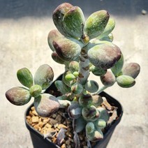 다육식물(호피복랑금) 91(33), 1개