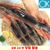 국내산 급냉 선동오징어 5미 1kg 초코오징어 통찜용오징어 숙회 생오징어, 소 (130g 전후 x 6미)