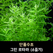 그린 로타라 (6줄기)