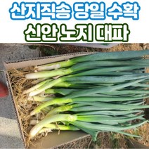 산지직송 신안 대파 흙대파 노지대파 5kg 10kg, 노지대파_3kg
