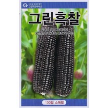 강원도 찰옥수수 미백 대학찰 그린백찰 옥수수 씨앗 씨 종자, 그린흑찰옥수수