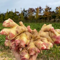 산지직송 23년 수확 국내산 햇 생강 특상품 1kg ~ 5kg, 생강 4kg 특품, 1개