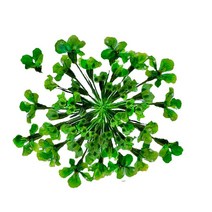 그린팜네이처 꽃보듬 압화-레이스플라워, 그린