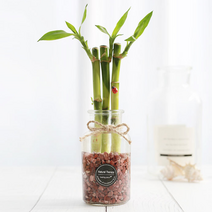 개운죽 수경재배 식물 물에서카우는 수중 수생 개운죽키우기 행운목 공기정화식물, 50cm 5EA