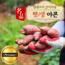 산지직송 생 햇 야콘 3kg 5kg 10kg 특품 즙용 생식, 5.레드야콘(상)5kg