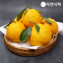 [농장직송]제주 가정용 한라봉 3kg 중과(20과내)