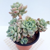 라울 다육이 잎장이 예쁘게 물드는 탱글탱글한 다육145, 단품, 1개