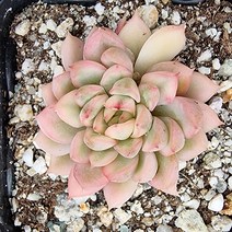 메비나금 특이한 잎 희귀한 다육식물 랜덤 81-65, 단품