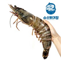 자연산 킹타이거새우 1마리(35-40cm) 1kg 대왕 블랙타이거 랍스터새우, 킹타이거새우 1미, 1개