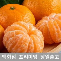 [특등급] 감귤5KG 밀감 귤 제주밀감 제주귤 귤 감귤 제주감귤체험 타이벡감귤 감귤체험 제주도귤체험 타이백감귤 비가림귤 제주귤 제주귤체험 귤따기체험 제주, 5KG