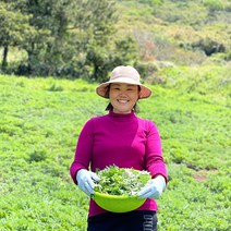 거문도발송 해풍맞고 자란 직접농사지은 건강한 쑥 1kg