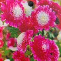 시즌플라워 [초화류]백봉(분재국화), 1개