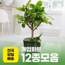 위드유플라워 개업화분 12종모음 [전국당일배송], 01. 인삼팬더