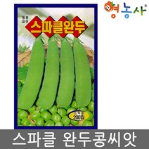 완두콩 씨앗 200립