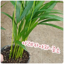 꽃나라엘리스 아레카야자-중소-나사(nana) 선정 공기정화식물 1위