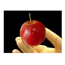 순희농장/미니사과묘목/2개/미니사과나무묘목/1m /포트/분/알프스오토메, 사과포트, 분     1개, 2개