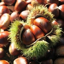 공주밤 간편식 군밤 특대알밤 생율공주밤 공주햇밤 알밤농장 영양간식 산지직배송 대2kg, 공주알밤 대2Kg