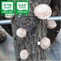 [하늘마음](무료배송)양양 유기농 참나무 원목재배 생표고버섯(1Kg), 생표고(1Kg), 상품