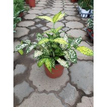 [박씨농원] 골드세피아/중