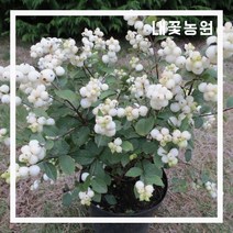 스노우베리(화이트) H0.8(분)