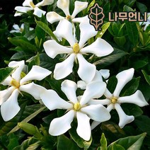 치자나무 꽃치자 열매치자 나무언니, 꽃치자나무15cm포트