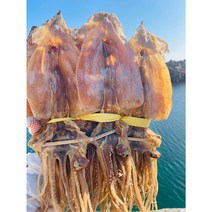 [마른포] 동해안 건조 마른 오징어 1kg (20미) 당일배송