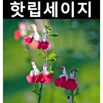 핫립세이지 5치포트 3개/야생화/허브/전국노지월동