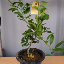 MDO9558 귤나무 화분7치 결실주 (유실수/레드향/레드향나무/유주나무), 1개, 유주나무 7치화분 (결실주)