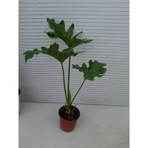 조이플랜트 셀렘 호프셀렘