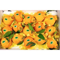 제주 한라봉 노지 고당도한라봉 3kg 5kg 10kg 중소과/혼합과 선물용한라봉 못난이한라봉 22년 첫수확 가정용 제주도한라봉 한라봉제철 제주과일 제주도과일 생신선물 설날 명절선물, 중소과 10kg (가정용/못난이포함/일반포장)