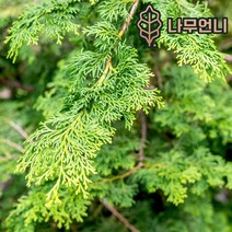 편백나무 실생2년생 실생3년생 5개세트 나무언니, 편백나무 실생2년생(5개세트)