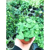 하트아이비 / 하트아이비 키우기/ 공기정화식물 / 공기정화식물키우기