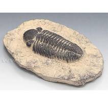 과학학습 삼엽충 전시용 화석(파콥스)