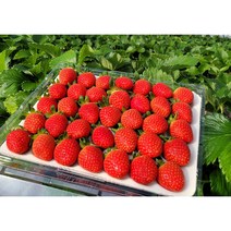 산지직송 설향 딸기 베이커리용 데코용 1.4kg 700g, 42구베이커리데코용딸기 1.4kg(700g+700g)