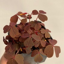 조이플랜트 옥살리스 사랑초 (쿠퍼글로우 실리쿠오사 자색)