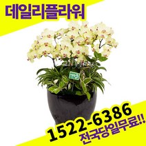 포춘 서양란 서양난 승진 영전 이취임 개업 축하 고급 난배달 당일 배송