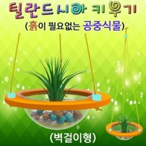 틸란드시아 키우기 벽걸이형 (1인용), 1개