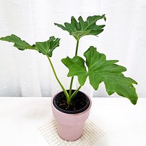 오블리 몬스테라 아단소니 키우기 식물재테크 개업화분 핑크화분, 단품, 1개