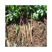 기원 강원도 더덕 판매 사은품 증정, 정선더덕, 특1kg