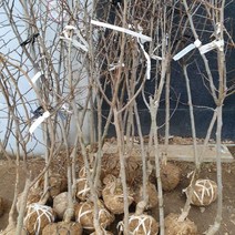 접목 꾸지뽕 5년생 결실주 1주, 본상품선택